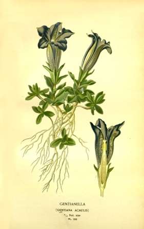 Vintage Botanical No.2