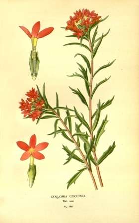 Vintage Botanical No.4
