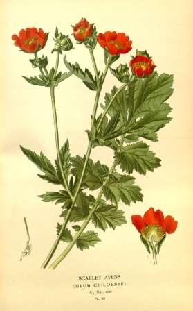 Vintage Botanical No.9