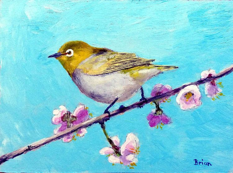 Cape white-eye
