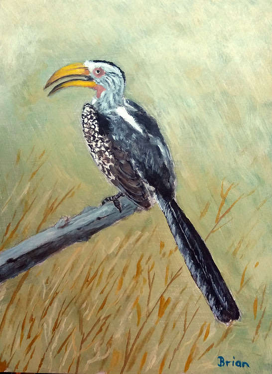 Yellow-billed hornbill