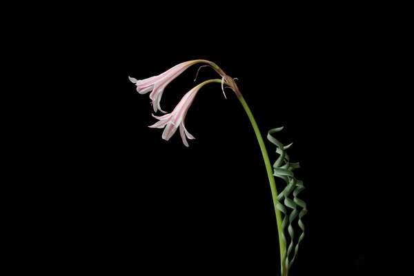 Cyrtanthus smithiae