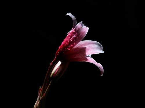 Crinum campanulatum