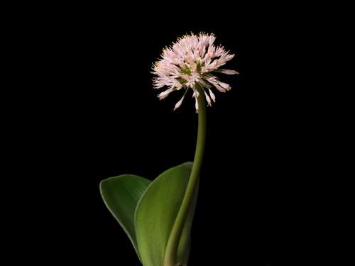 Haemanthus humilis