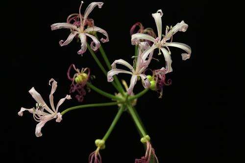 Nerine krigii
