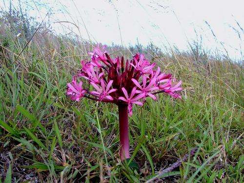 Brunsvigia gregaria