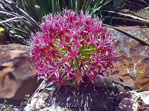 Boophane disticha