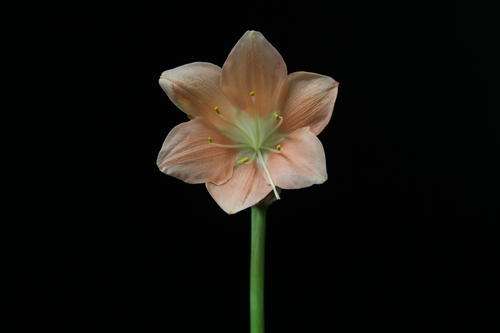 Cyrtanthus elatus pink