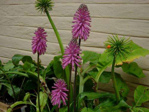 Velthemia bracteata