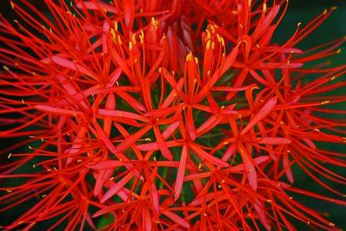 Scadoxus multiflorus sp. katharinae