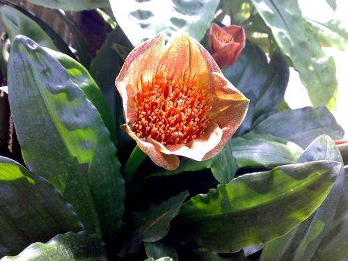 Scadoxus membranaceus
