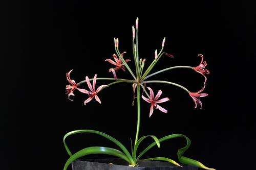 Nerine huttoniae