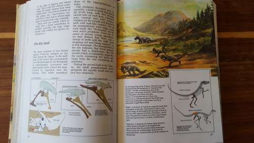 The Prehistoric World: The Fascinating Story of Life on Earth - Large Hardcover
