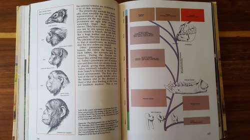 The Prehistoric World: The Fascinating Story of Life on Earth - Large Hardcover
