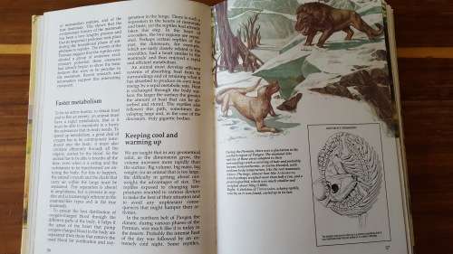 The Prehistoric World: The Fascinating Story of Life on Earth - Large Hardcover