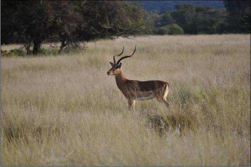 Rametsi Game Farm - 3 Night Stay and Champagne breakfast