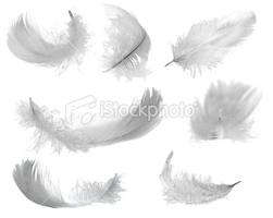 White feathers +-10 in packet +-16cm