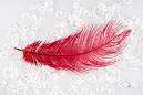 Red feathers +-20 in packet +-15cm