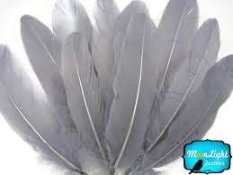 Grey feathers pack of +_10
