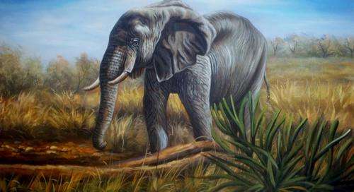 "Young Bull Elephant", Oil on Board, 90 x 60 cms, 110 x 80 cms with Frame