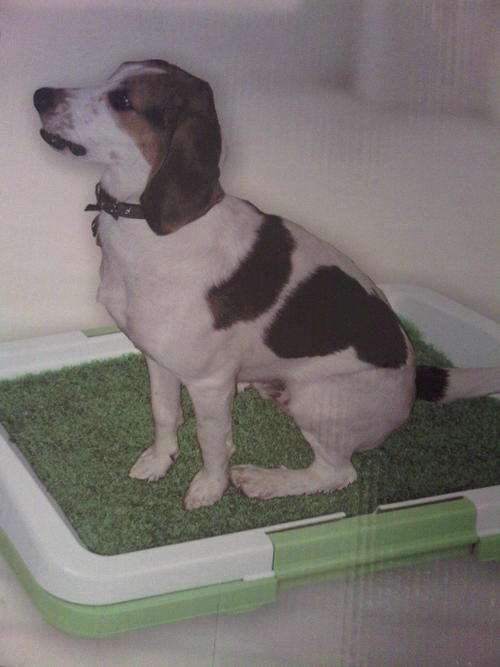 DOGGIE TOILET!!!! Yes a Doggie Toilet!!!!!