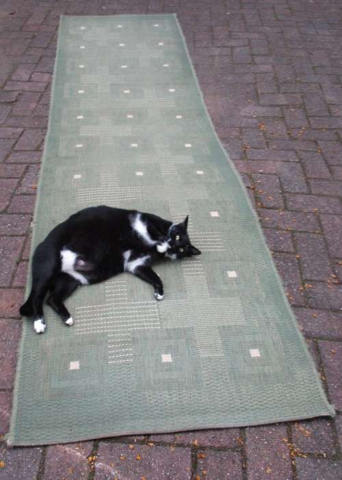 Carpet Runner