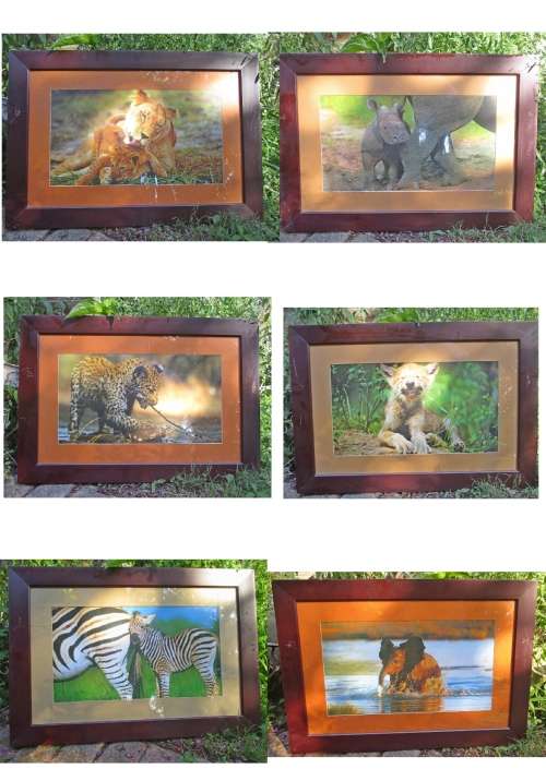 Wildlife x 6 Pictures
