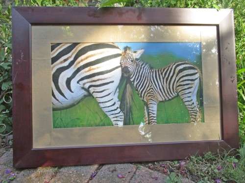 Wildlife x 6 Pictures