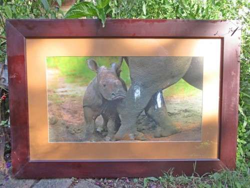 Wildlife x 6 Pictures