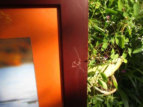 Wildlife x 6 Pictures