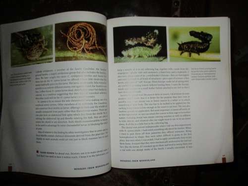 For Love of Insects