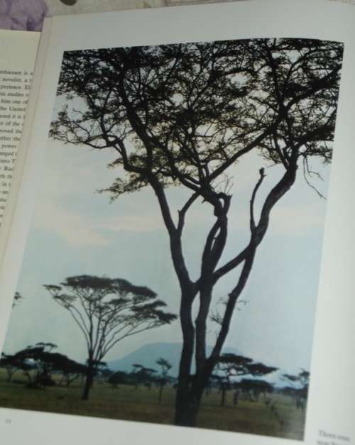 The Tree Where Man was Born . The African Experience