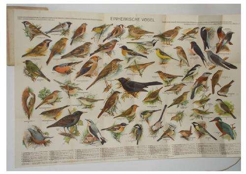 Vintage Posters of birds;fish mushrooms;insects;reptiles..Grasers verlag nachf. Postage Free