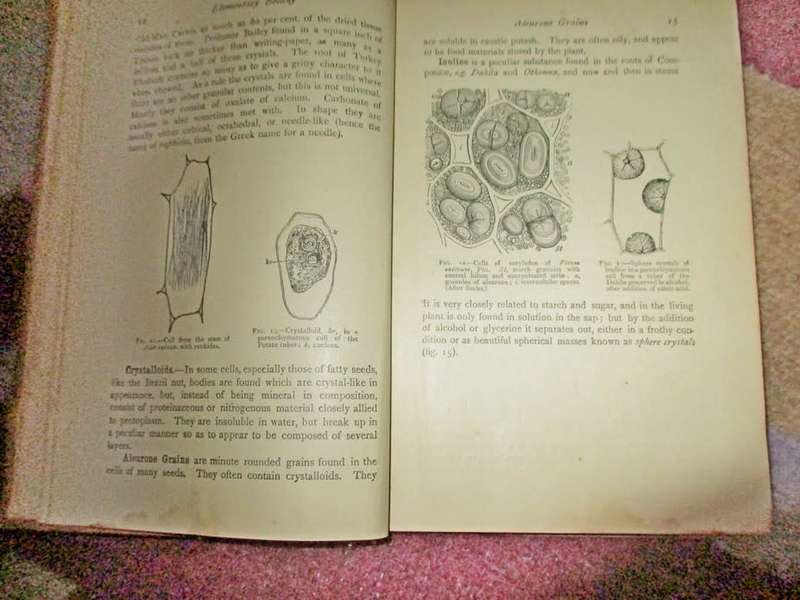 Elementary Botany for South Africa 1910