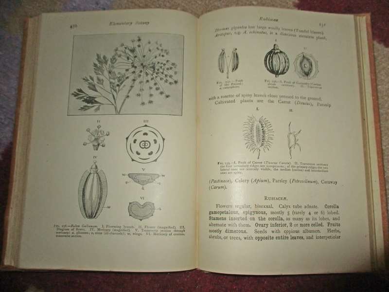 Elementary Botany for South Africa 1910