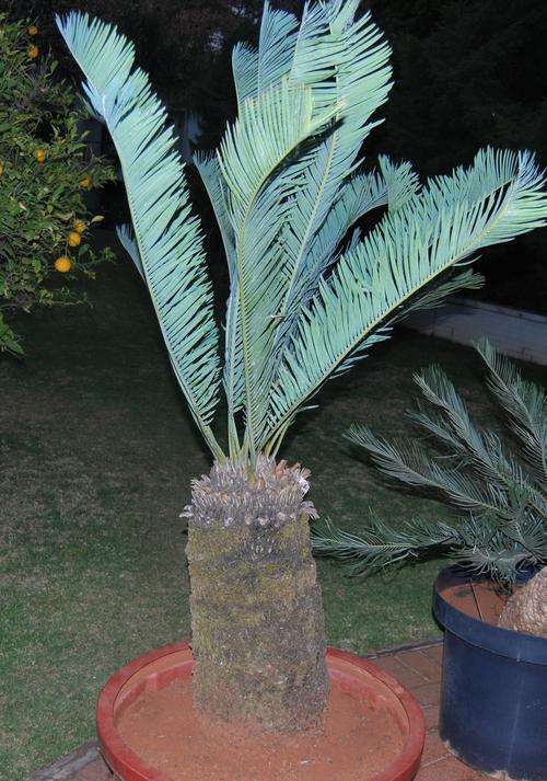 Encephalartos Laevifolius seeds