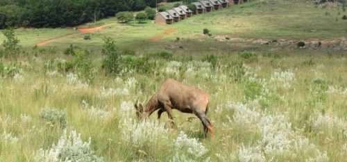 FULL WEEK in Crystal Springs Mountain Resort - (October 20 - 27) (for 6 people)