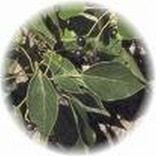 Magickal Herbs - Camphor