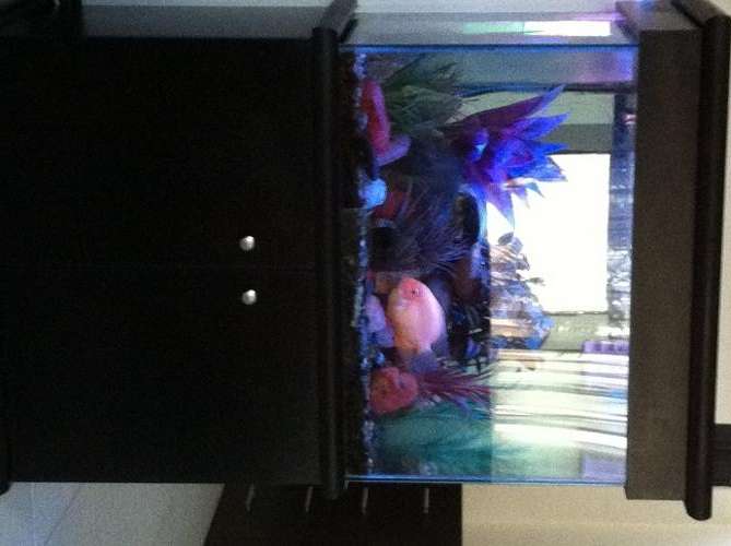 Tropical Tank