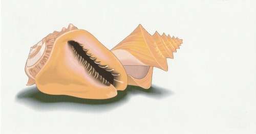 RSA 1995-11-24 Sea Shells FDC 6.27 [SACC R35]