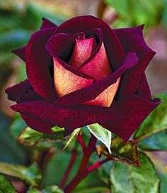 Beetroot Osiria Rose seeds (10 seeds per packet)