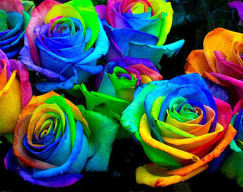 Rainbow rose seeds (Packet of 10 seeds) IN STOCK. Rose seeds orders R250 Plus = Free Delivery