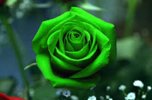 Green Rose seeds (packet of 10 seeds)