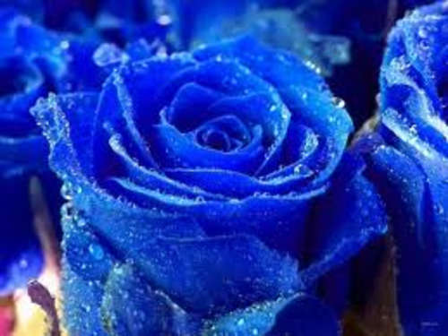Blue rose seeds (Packet of 10)