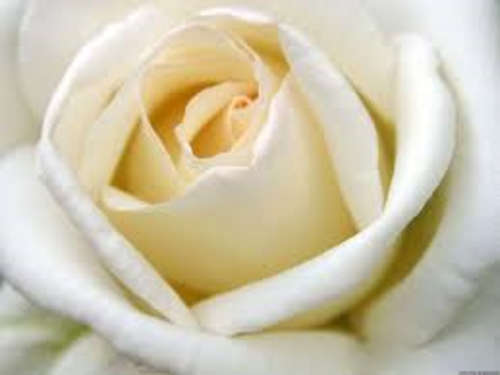 Cream rose seeds (Packet of 10 seeds)