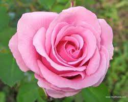 Pink rose seeds (Packet of 10 seeds)