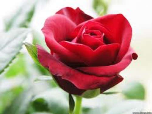 Blood Red rose seeds (Packet of 10 seeds)