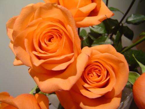 Orange rose seeds (10 seeds per package)