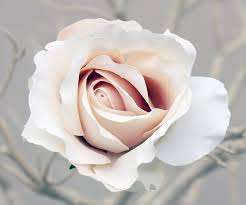 Champagne rose seeds (10 seeds per packet)