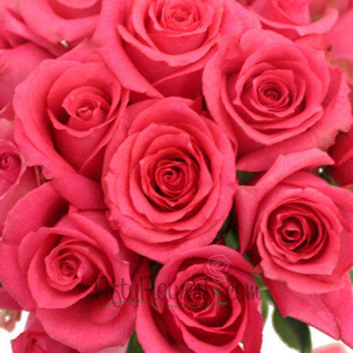 Shocking Pink Rose Seeds (Packet of 10 seeds)
